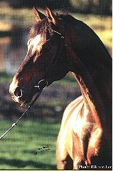 Flyinge Stallion Maraton